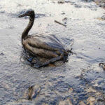 The fundamental failure of environmentalism
