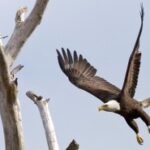 NCC protects key ranch land in Alberta’s Castle Crown Natural Area