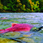 Groups call on BC to deny salmon farm lease renewals
