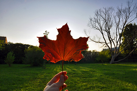 Photo: Here's to a radical Canada Day!