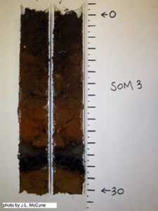 A soil core split down the middle. Photo by Jenny McCune.