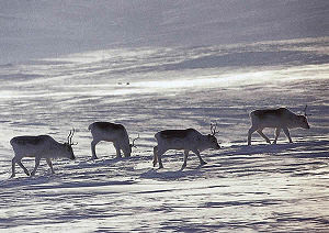 Saving the endangered caribou