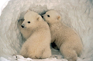 Newfoundland and Inuit governments congratulated for taking action on polar bears