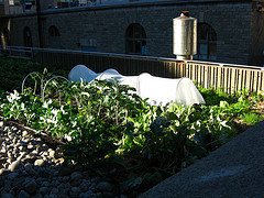 Roof top food gardens in Saskatoon