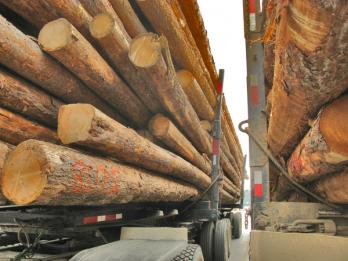 Raw log exports skyrocket in British Columbia