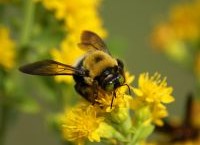 Environmental groups applaud Ontario’s action on bee and pollinator protection