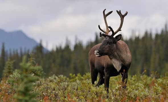 Caribou recovery project launches crowdfunding campaign