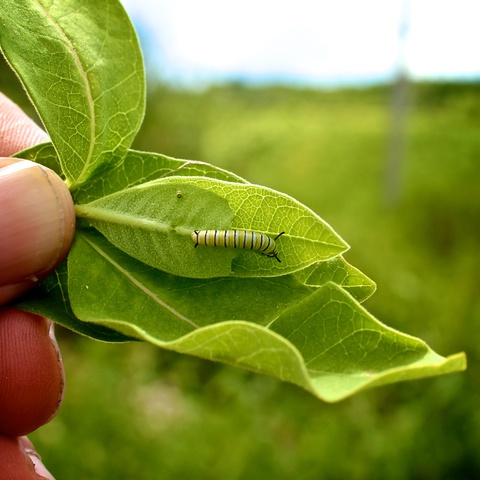 You can help bring monarchs back from the brink