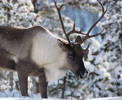 Woodland caribou need urgent protection in Manitoba