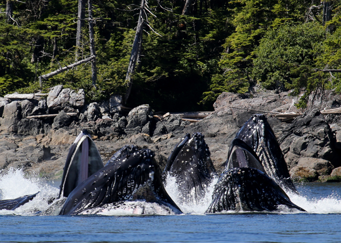 New pattern of humpback whale behavior discovered on BC’s North Coast