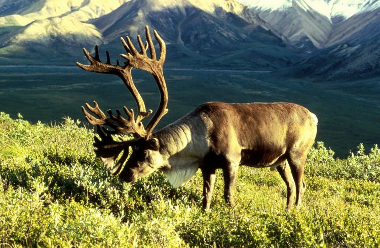 BC government urged to protect endangered caribou habitat