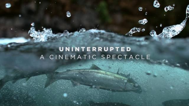 Trailer: Uninterrupted – a salmon spectacle