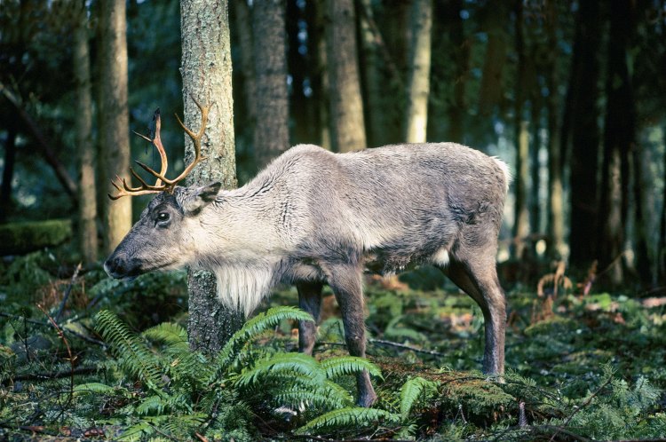 Threatened boreal caribou in crisis across Canada