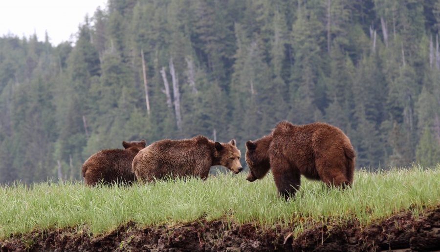 Coastal First Nations react to BC’s announcement to end Trophy Bear Hunt