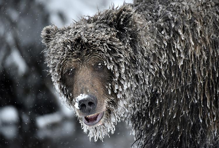 Photos: The ice grizzlies of northern Yukon | Canadian Geographic