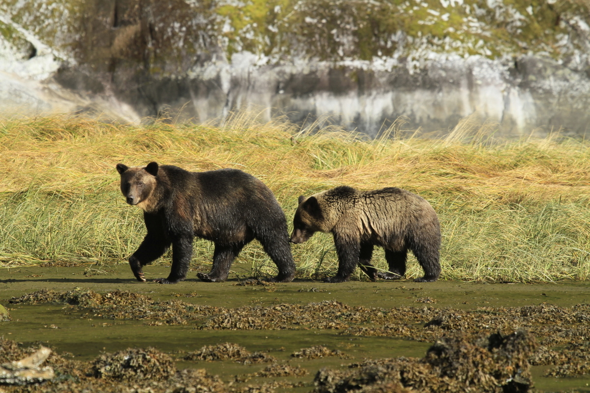 First Nations respond as the 2017 fall grizzly trophy hunt opens