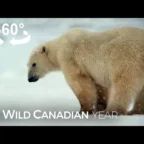 An Up-Close Encounter with Bratatouille, a Bold Polar Bear in Churchill Manitoba – YouTube