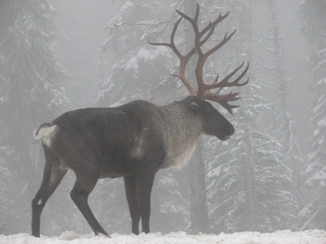 Canadian governments miss crucial deadline for caribou protection