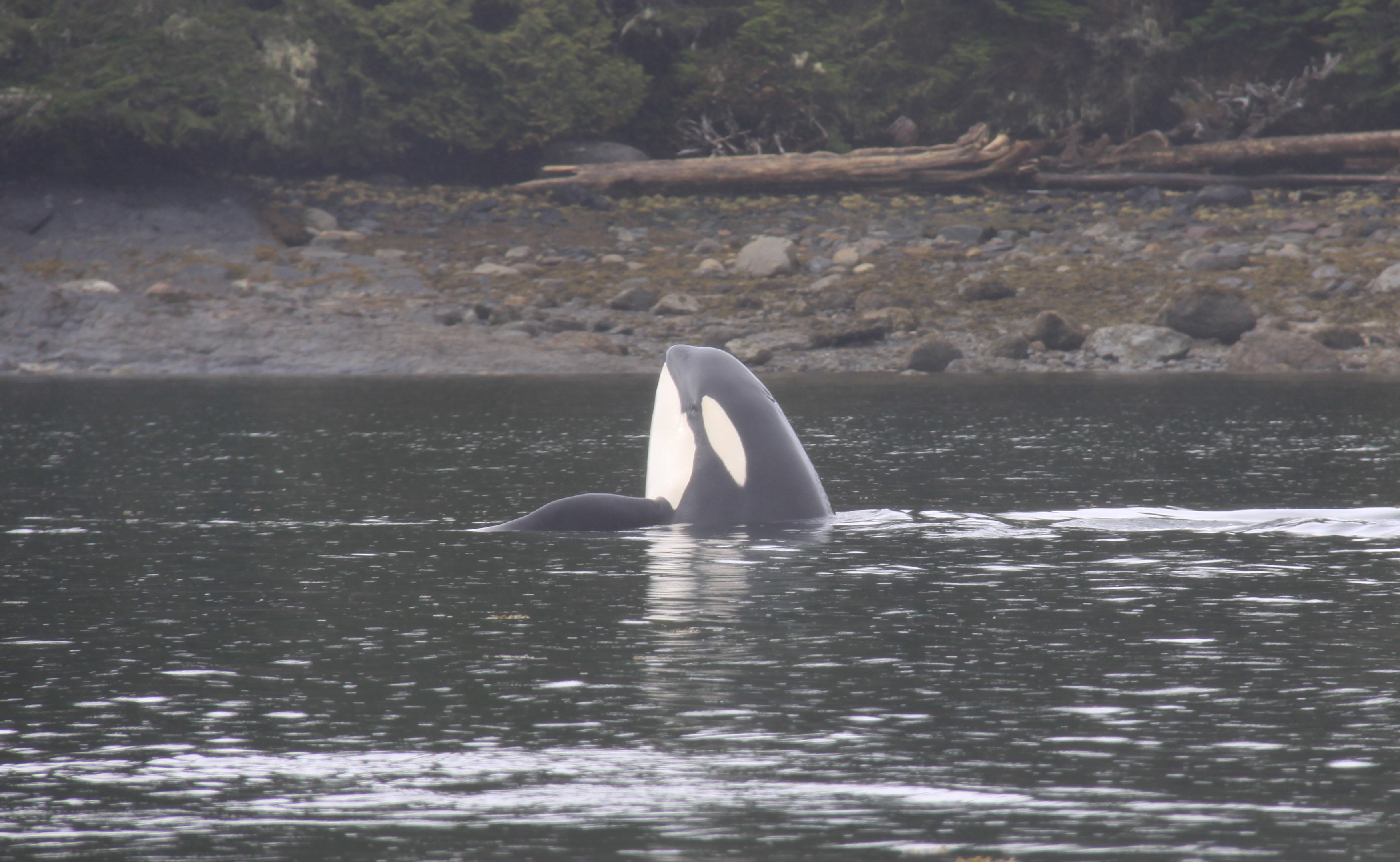 Canada announces efforts to protect its coasts and waterways