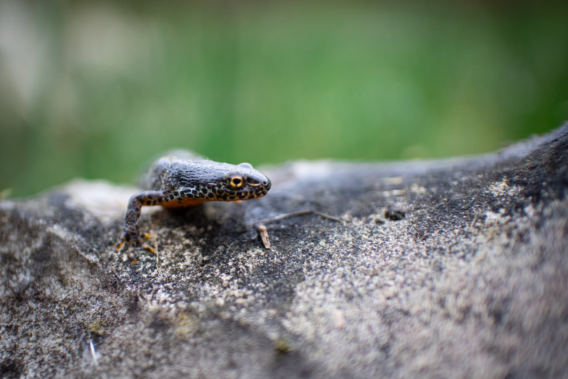 Video: Salamanders of Happy Valley Forest