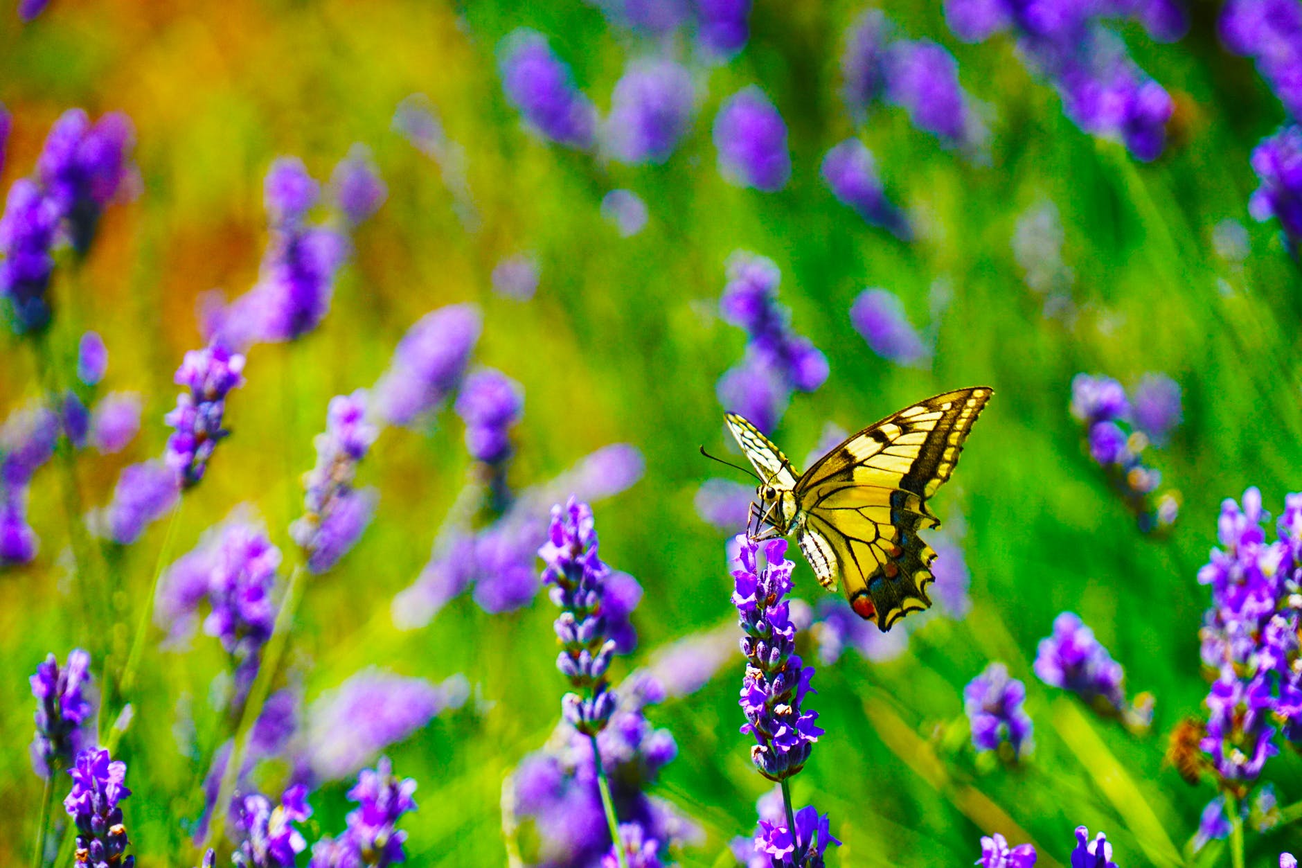 Wild about gardening – Canadian Wildlife Federation