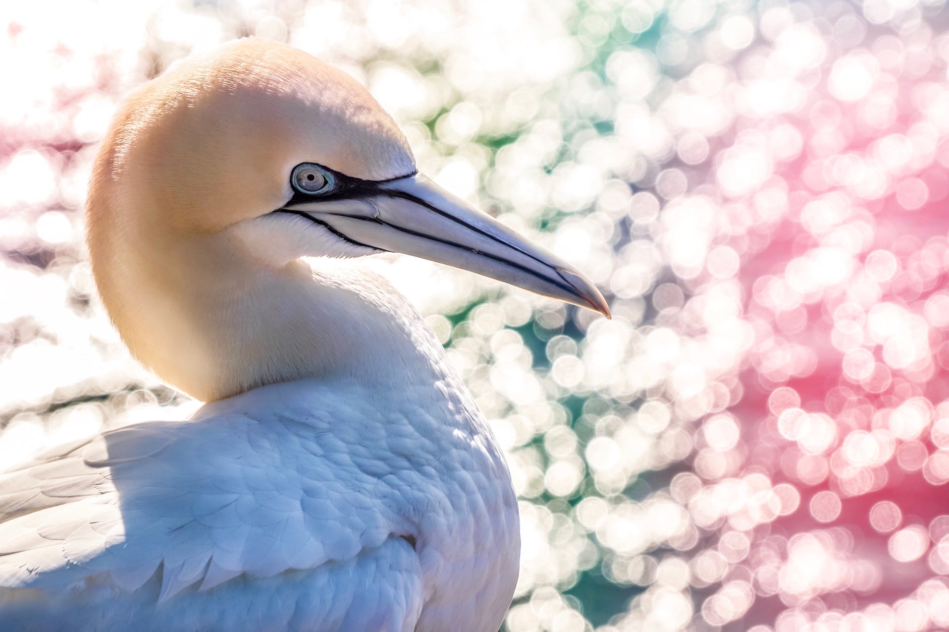 Important Bird Areas of Canada