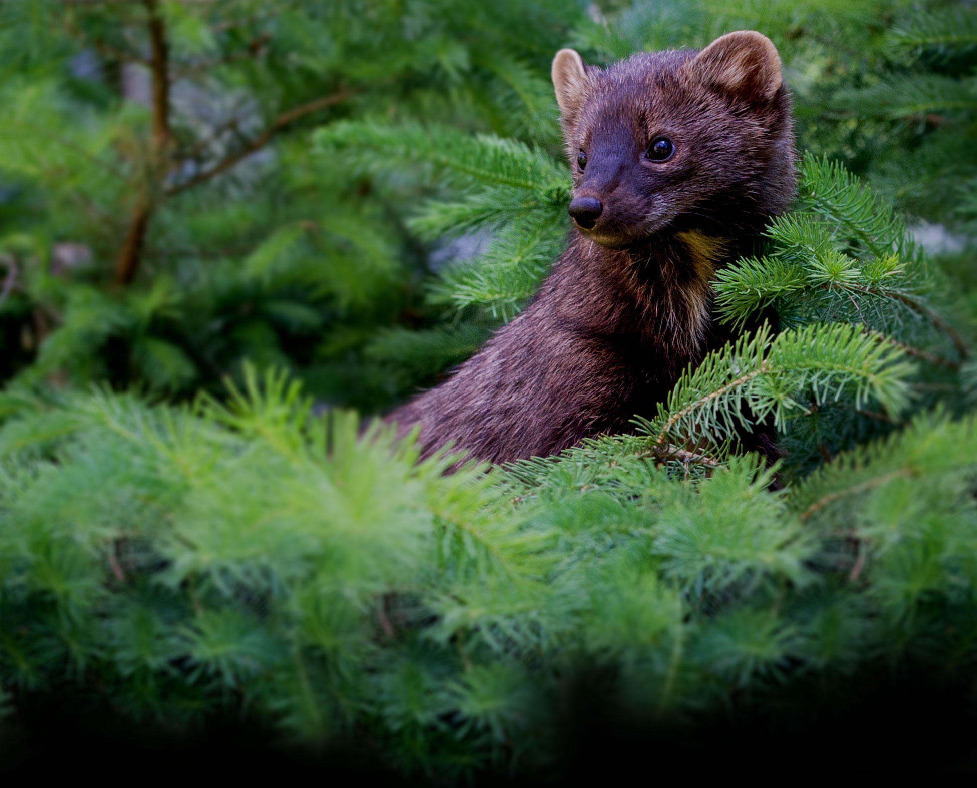 British Columbia Fisher Habitat and Forestry Web Module